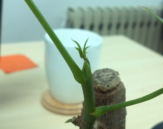 招财树
