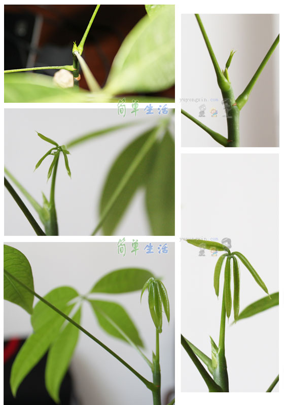 小小发财树